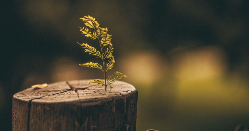 É Deus quem dá o crescimento